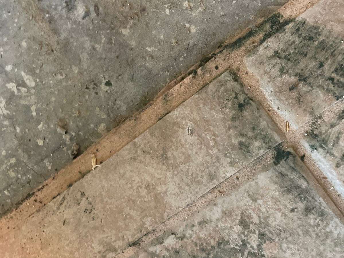 Reel job photo: mold growth on a wall surface
